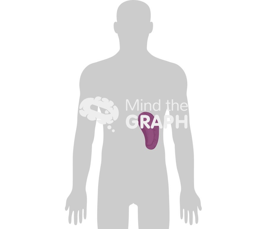 Splenomegaly Icons, Symbols, Pictures, and Images