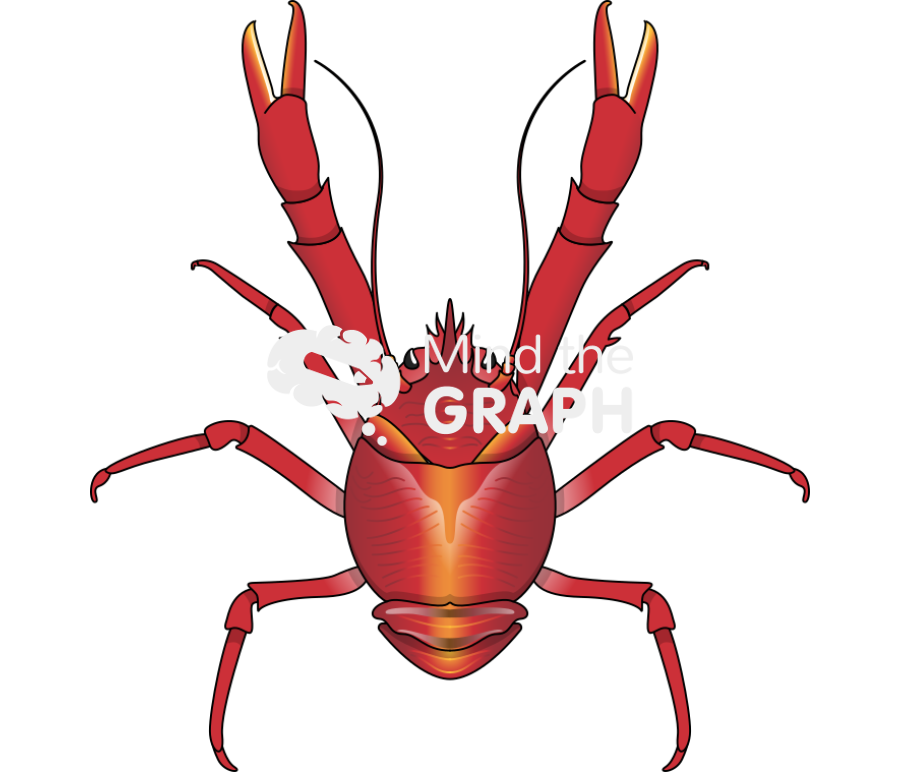 Squat lobster male top Icons, Symbols, Pictures, and Images