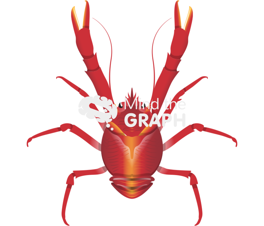 Squat lobster male top Icons, Symbols, Pictures, and Images