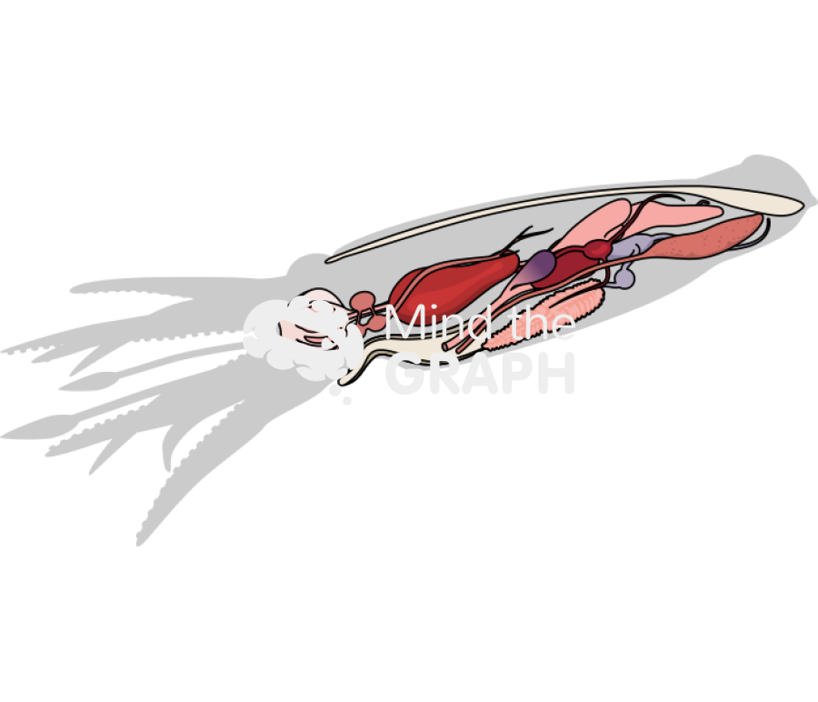 Squid organs Icons, Symbols, Pictures, and Images