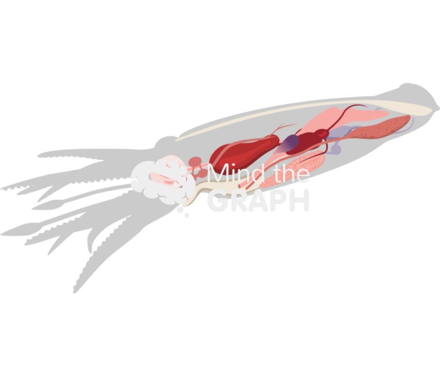 Squid organs Icons, Symbols, Pictures, and Images