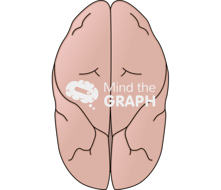 Squirrel monkey brain top Icons, Symbols, Pictures, and Images