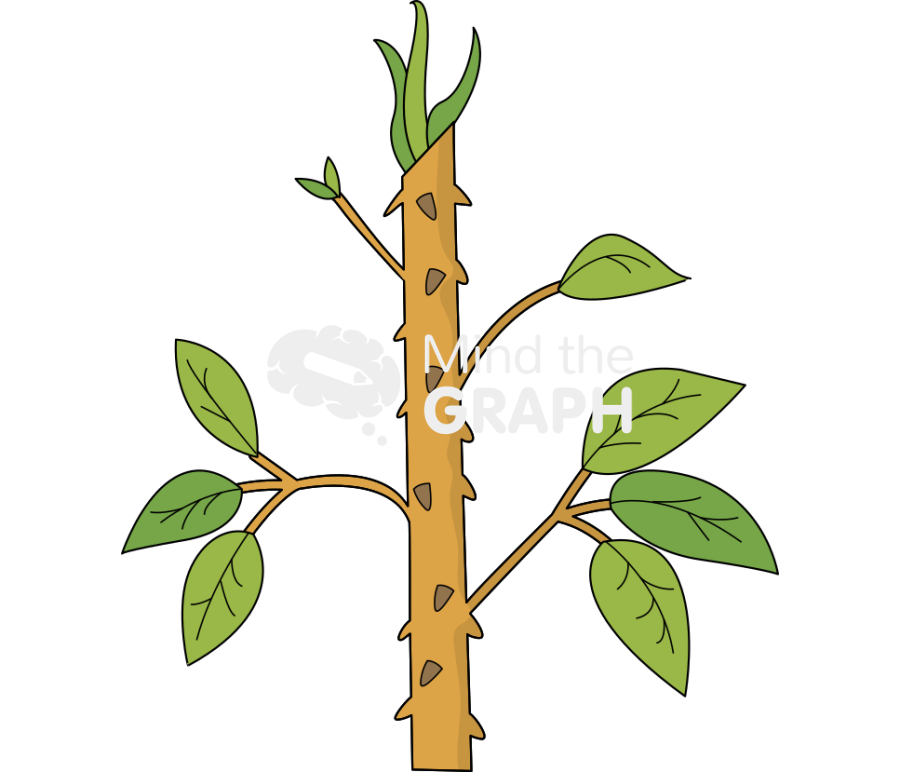 Stem top adventitious root Icons, Symbols, Pictures, and Images