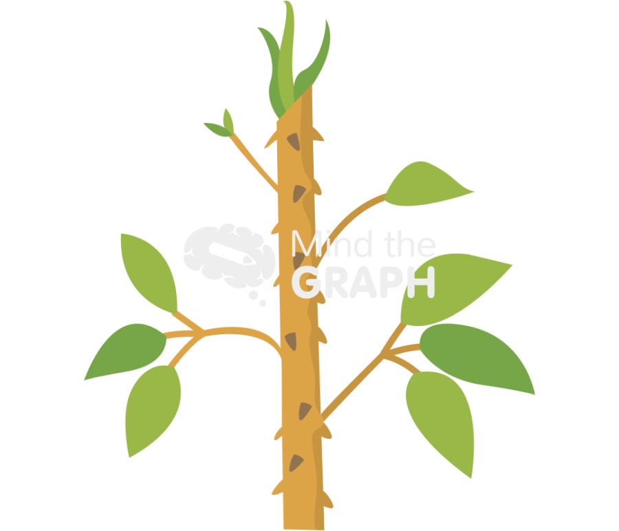 Stem top adventitious root Icons, Symbols, Pictures, and Images