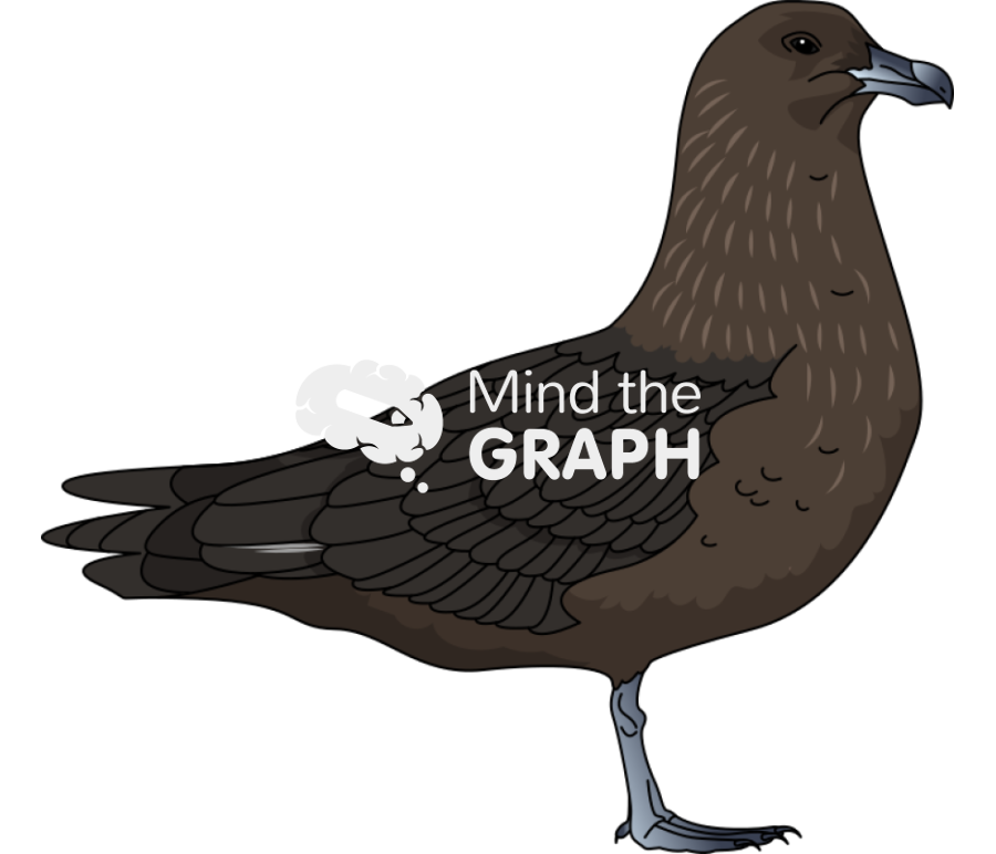 Stercorarius maccormicki south polar skua bird Icons, Symbols, Pictures, and Images