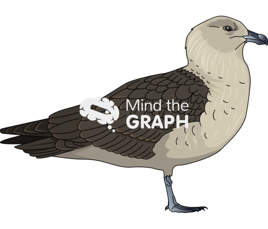 Stercorarius maccormicki south polar skua pale morph Icons, Symbols, Pictures, and Images
