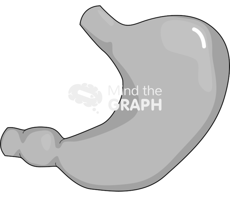 Stomach Icons, Symbols, Pictures, and Images