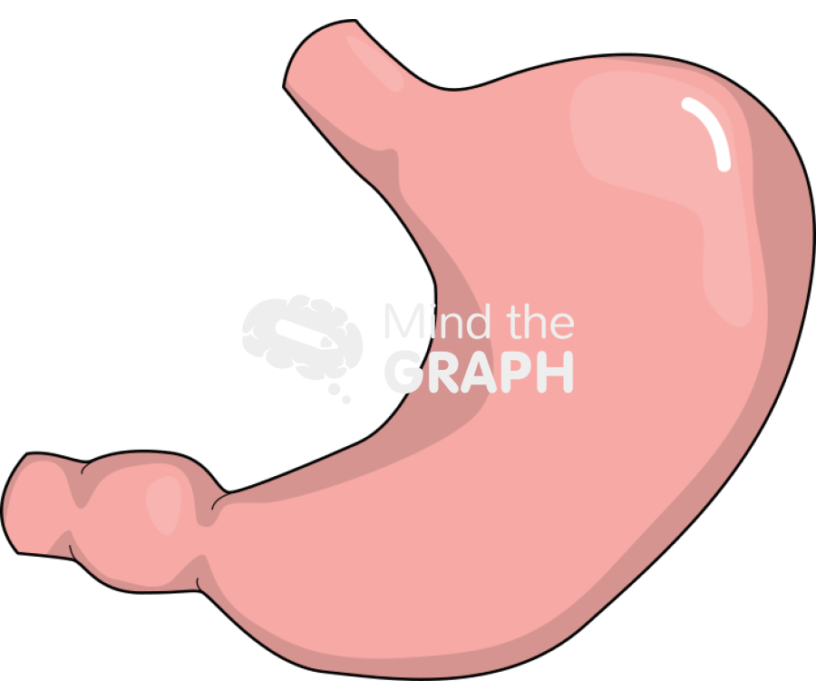 Stomach Icons, Symbols, Pictures, and Images