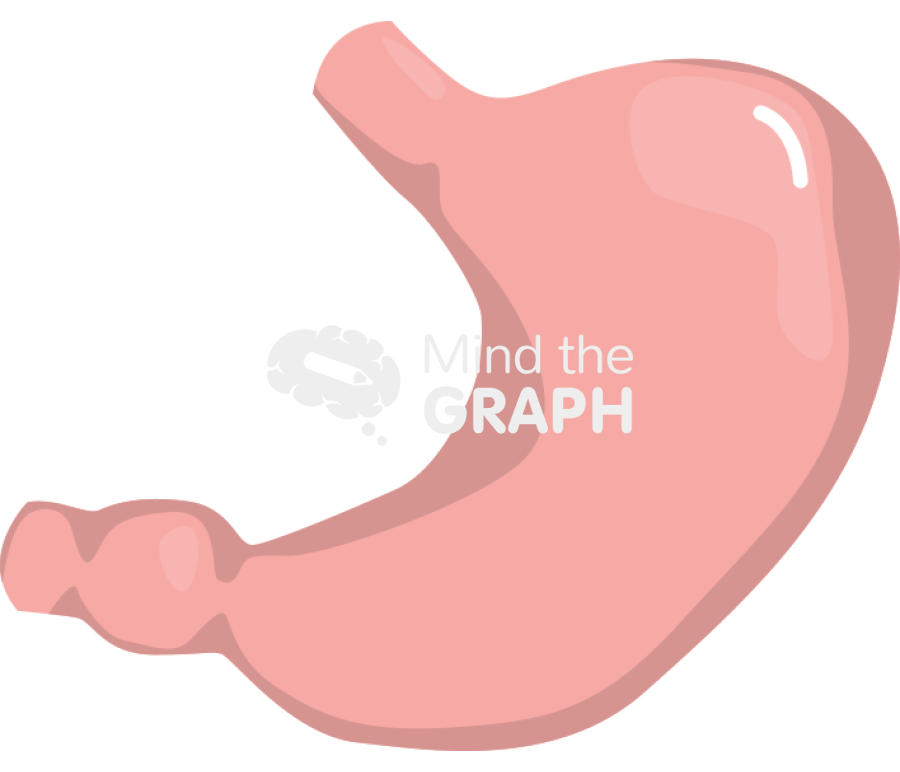 Stomach Icons, Symbols, Pictures, and Images