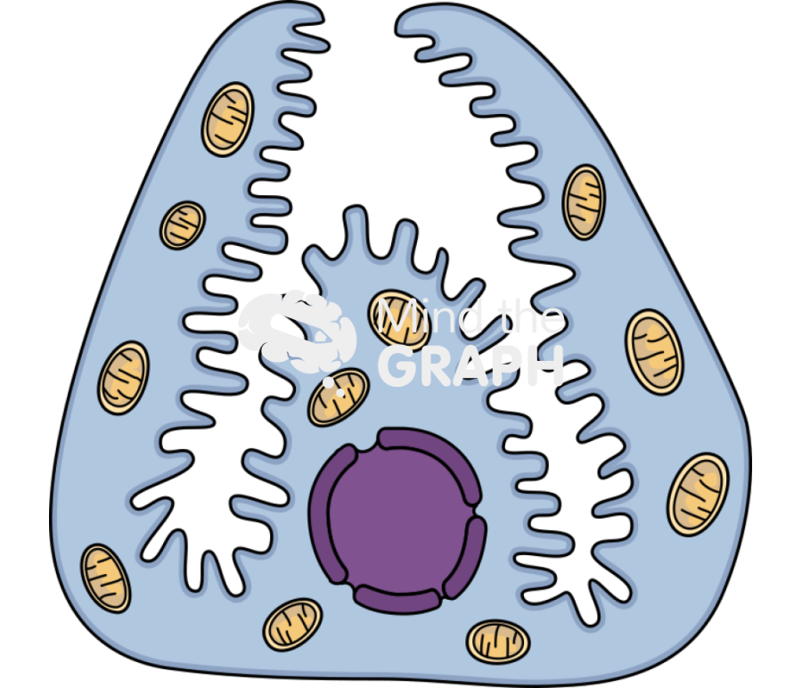 Stomach border cell Icons, Symbols, Pictures, and Images
