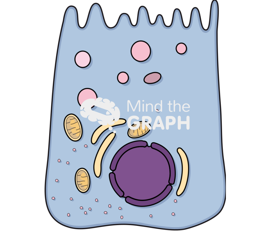 Stomach main cell Icons, Symbols, Pictures, and Images