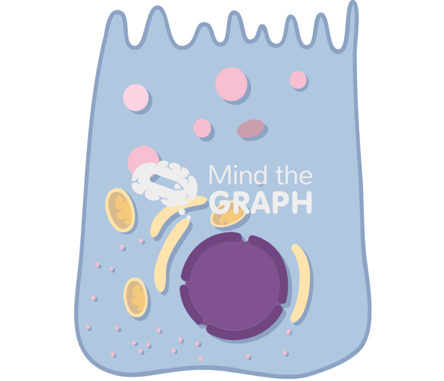 Stomach main cell Icons, Symbols, Pictures, and Images