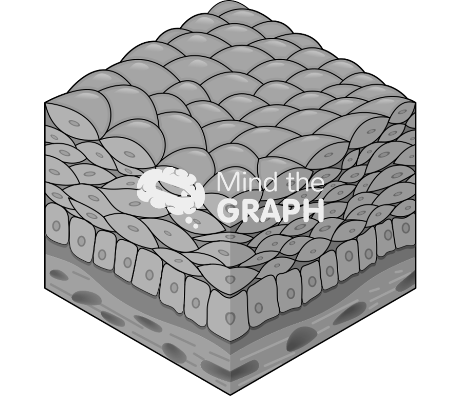 Stratified epithelium Icons, Symbols, Pictures, and Images