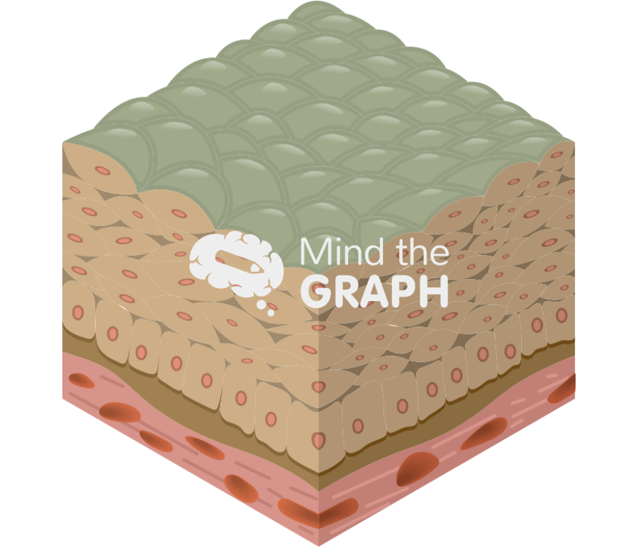 Stratified epithelium Icons, Symbols, Pictures, and Images