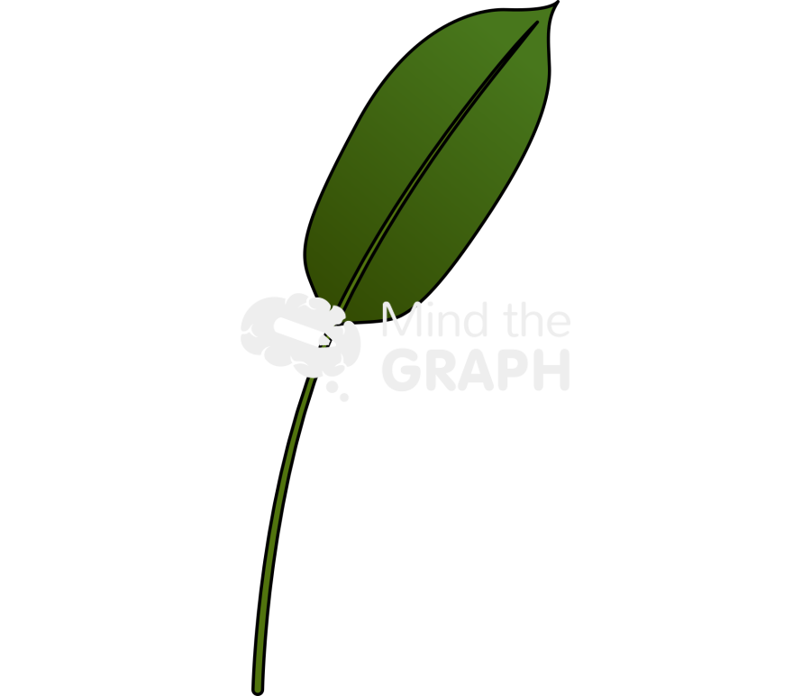 Strelitziaceae leaf 1 Icons, Symbols, Pictures, and Images