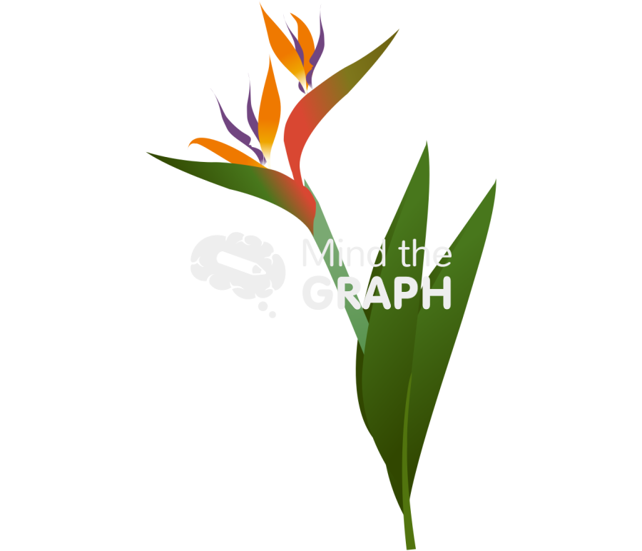 Strelitziaceae leaf plant 2 Icons, Symbols, Pictures, and Images