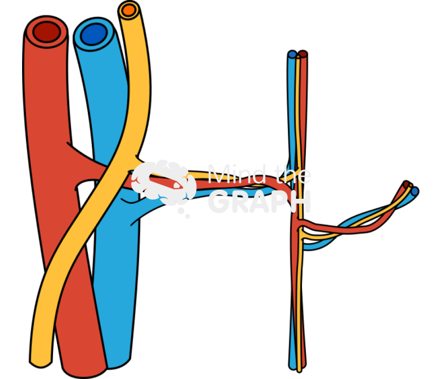 Structure arthery vessel nerve 1 Icons, Symbols, Pictures, and Images