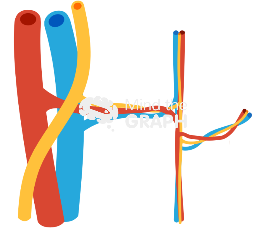 Structure arthery vessel nerve 1 Icons, Symbols, Pictures, and Images