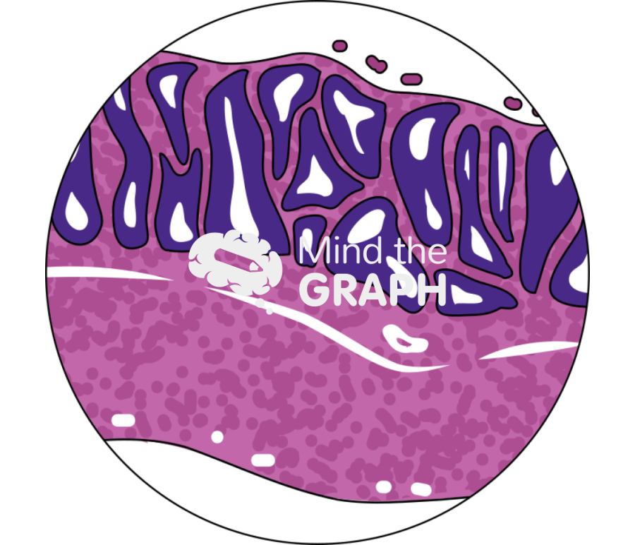 Submucosa histology zoom Icons, Symbols, Pictures, and Images