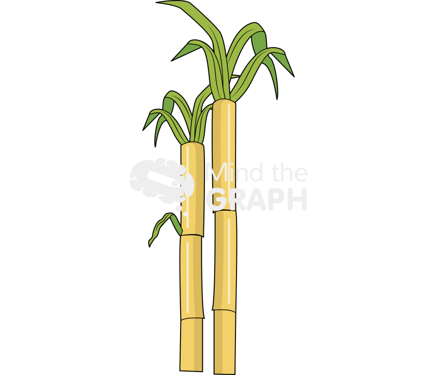 Sugarcane Icons, Symbols, Pictures, and Images