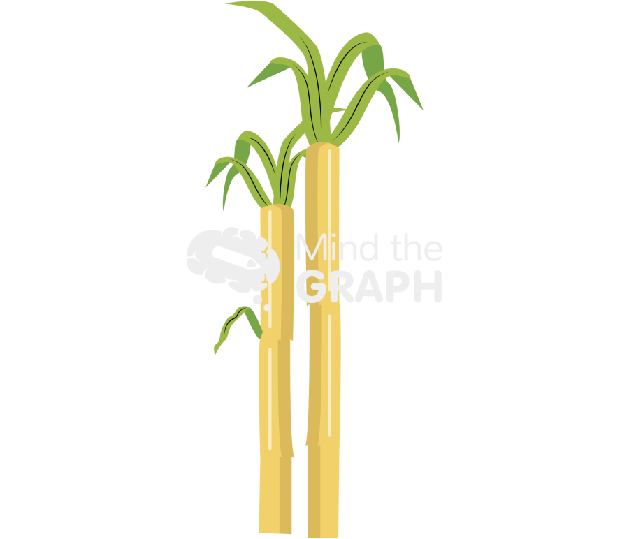 Sugarcane Icons, Symbols, Pictures, and Images