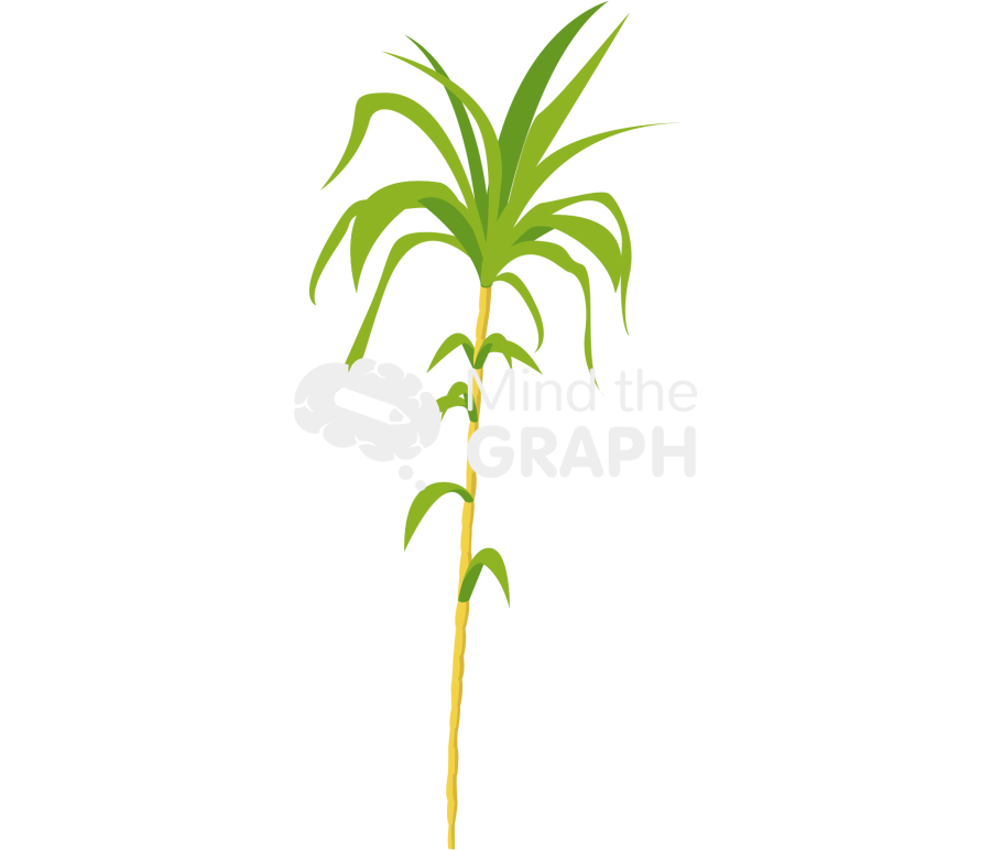 Sugarcane plant saccharum Icons, Symbols, Pictures, and Images