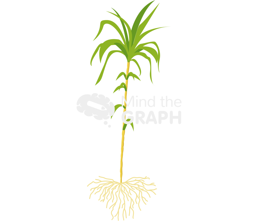 Sugarcane plant saccharum roots Icons, Symbols, Pictures, and Images