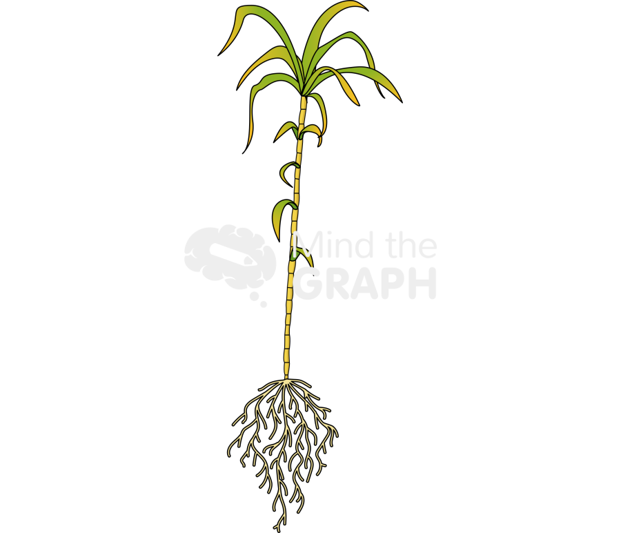 Sugarcane plant saccharum roots stress Icons, Symbols, Pictures, and Images