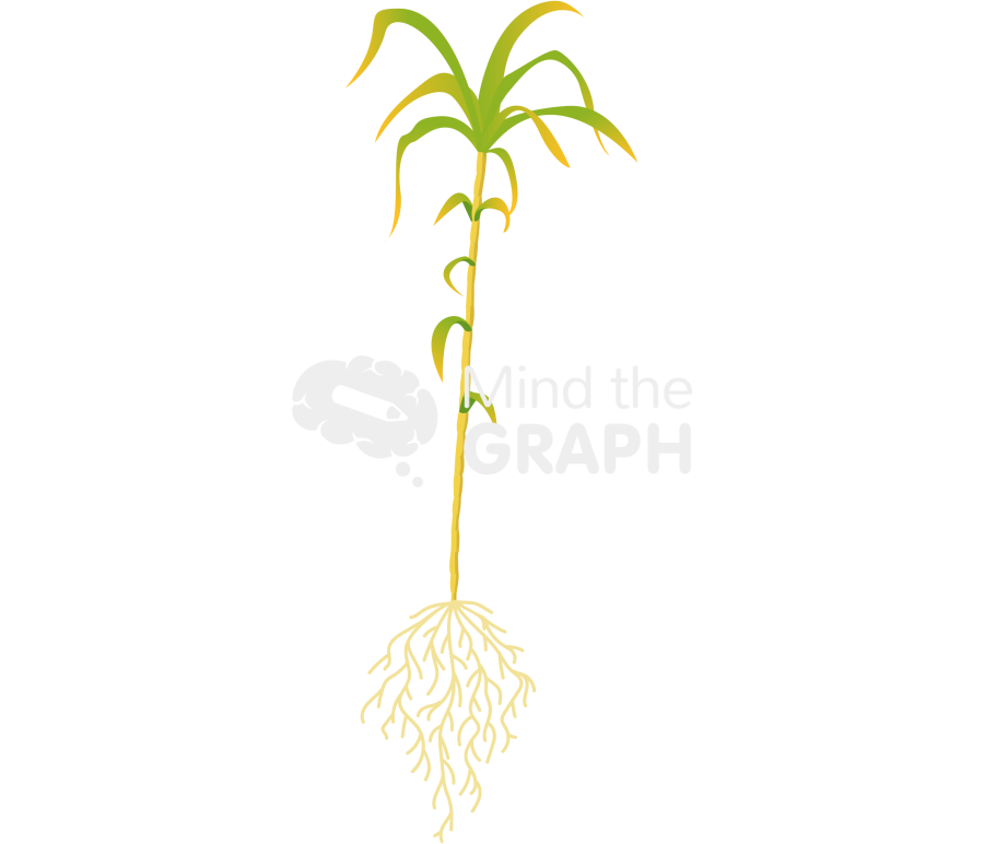 Sugarcane plant saccharum roots stress Icons, Symbols, Pictures, and Images