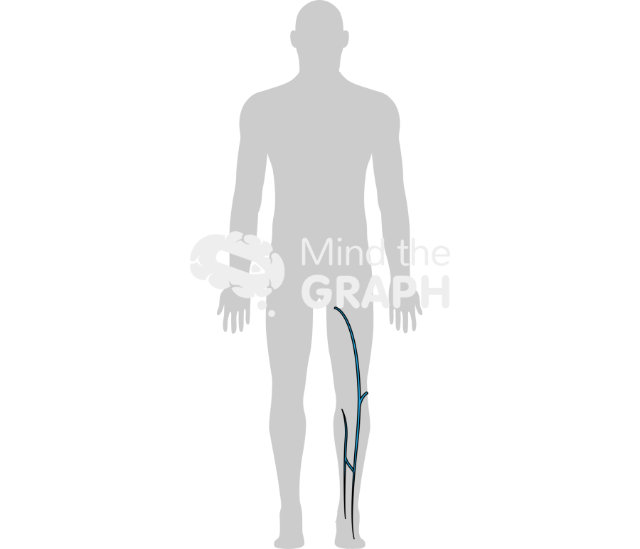 Superficial venous system 2 Icons, Symbols, Pictures, and Images