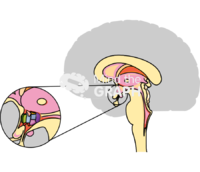 Suprachiasmatic nucleus location Icons, Symbols, Pictures, and Images