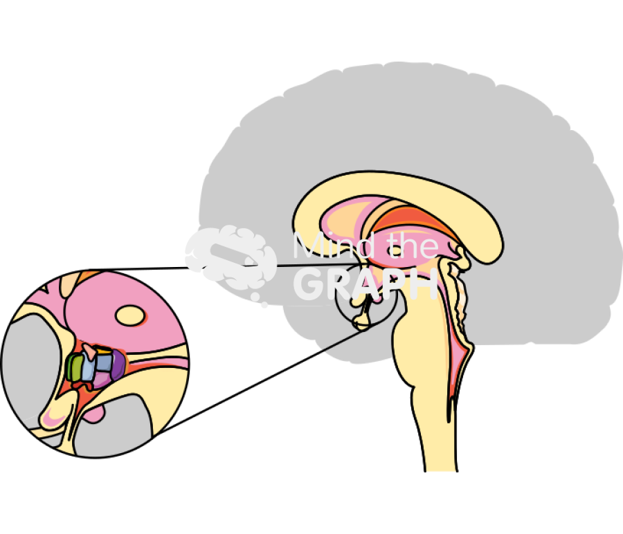 Suprachiasmatic Nucleus Location Suprachiasmatic Nucleus Location