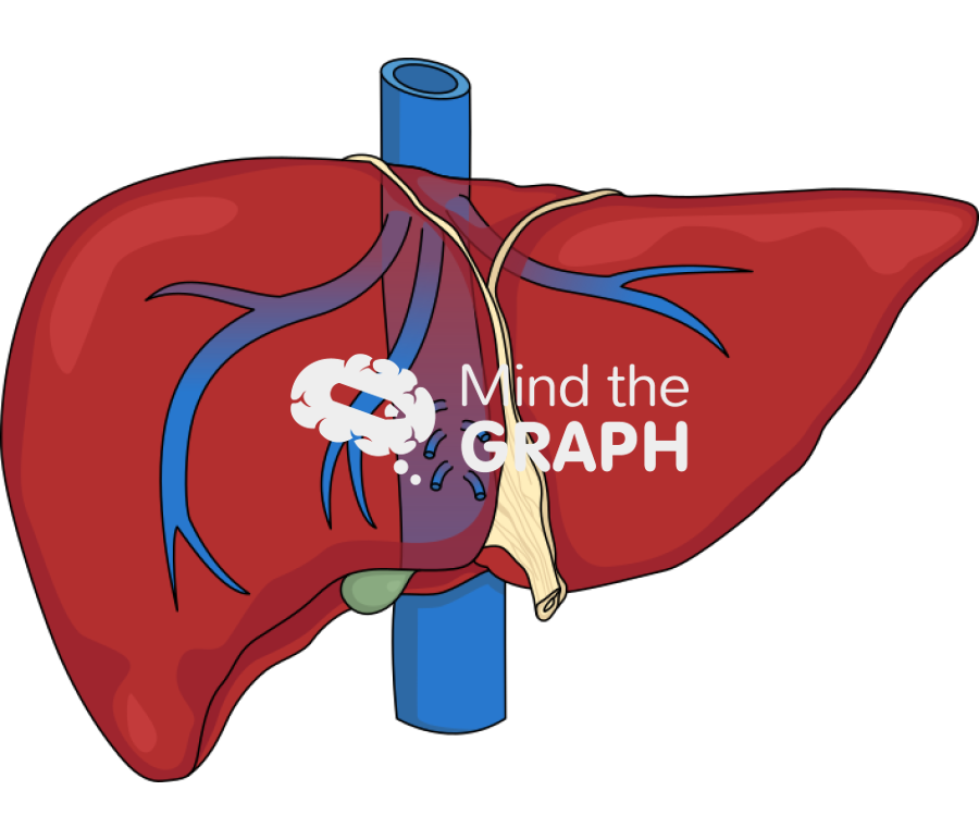 Suprahepatic veins Icons, Symbols, Pictures, and Images
