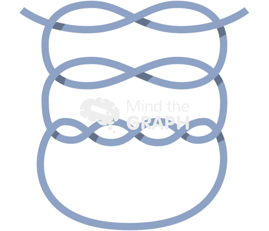 Surgeon knot 3 Icons, Symbols, Pictures, and Images