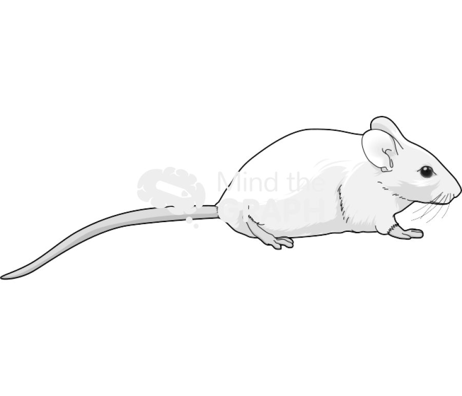 Swiss 2 Icons, Symbols, Pictures, and Images