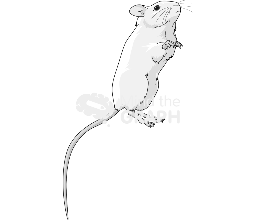 Swiss 6 Icons, Symbols, Pictures, and Images