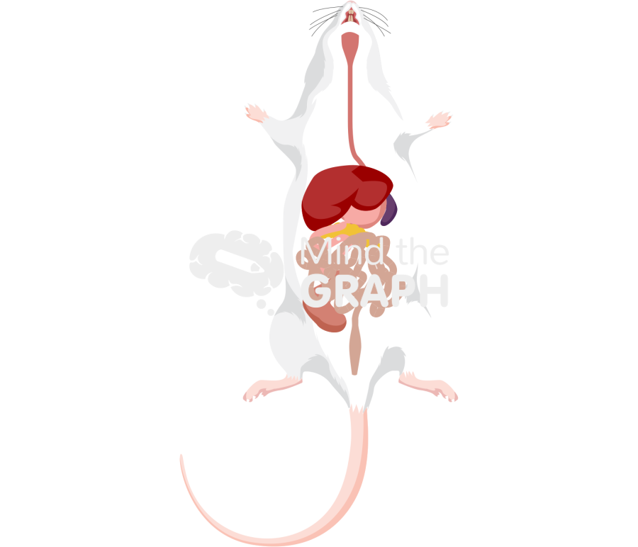 Swiss digestive system body full Icons, Symbols, Pictures, and Images