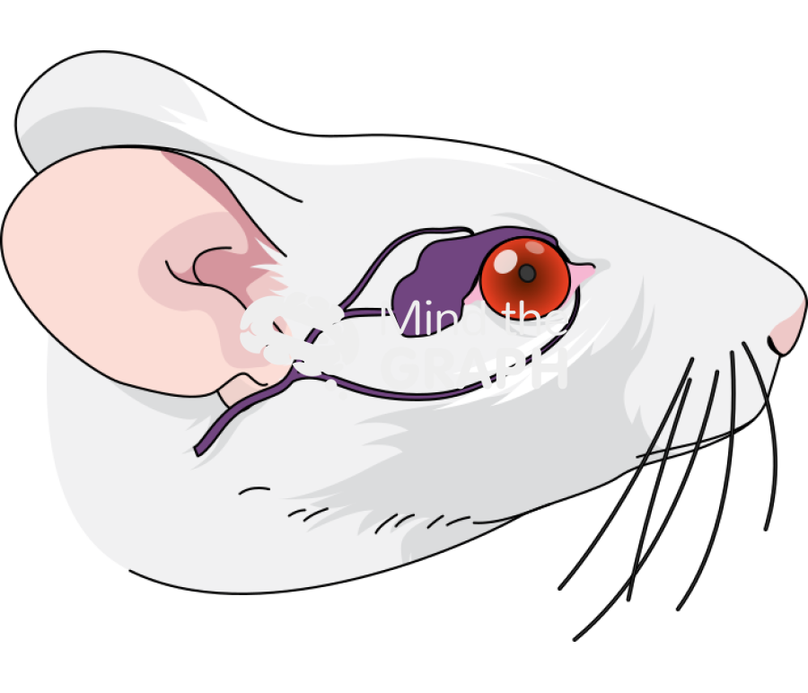 Swiss head eye orbital sinus Icons, Symbols, Pictures, and Images