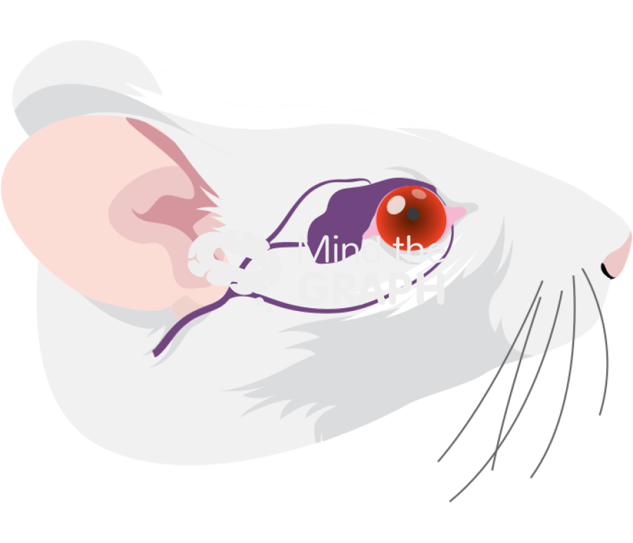 Swiss head eye orbital sinus Icons, Symbols, Pictures, and Images