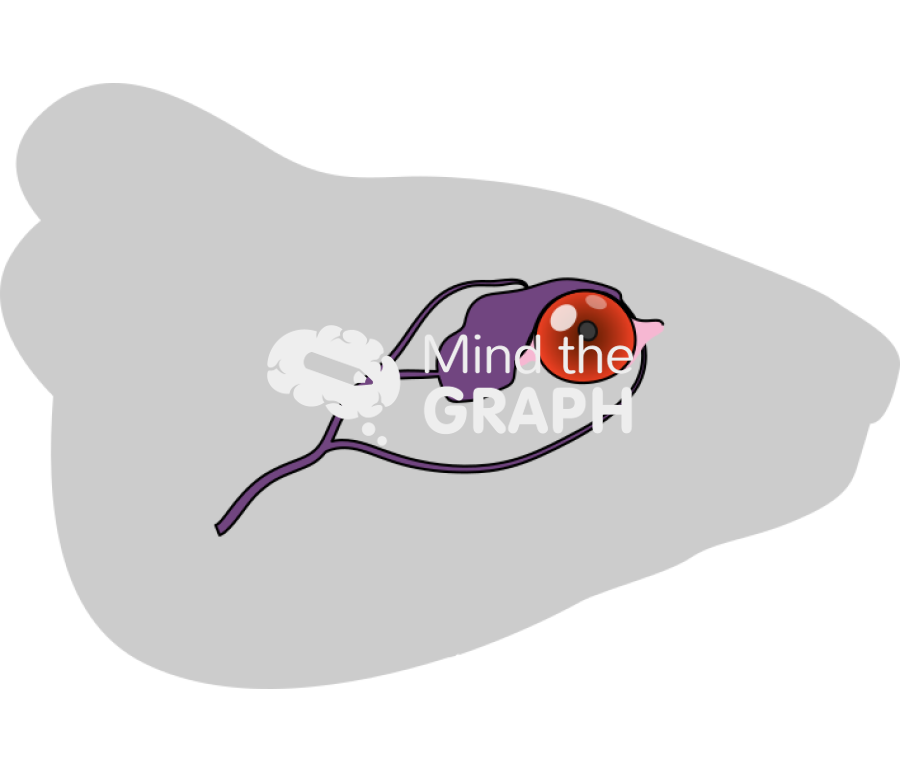 Swiss head eye orbital sinus body Icons, Symbols, Pictures, and Images