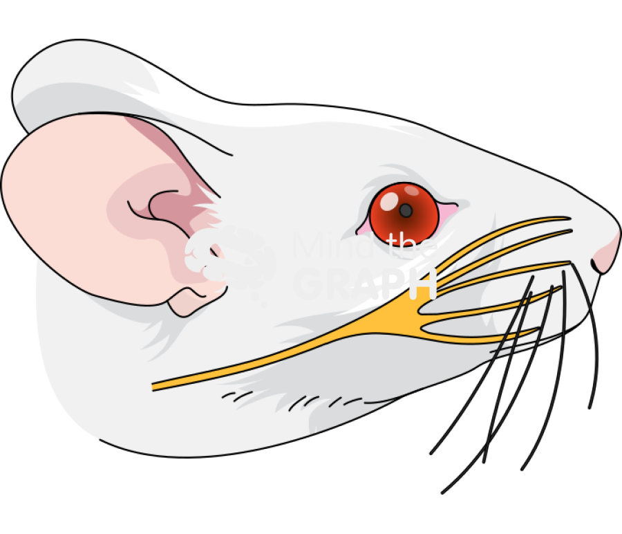 Swiss nervous system head Icons, Symbols, Pictures, and Images