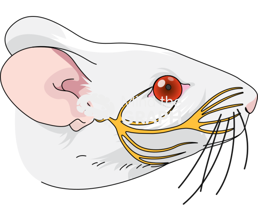 Swiss nervous system head lateral Icons, Symbols, Pictures, and Images