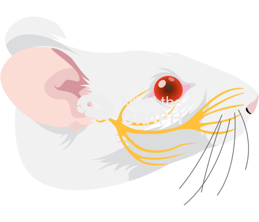 Swiss nervous system head lateral Icons, Symbols, Pictures, and Images