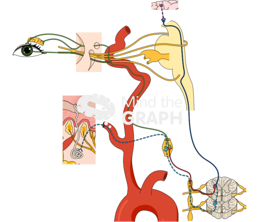 Sympathetic innervation eye scheme Icons, Symbols, Pictures, and Images