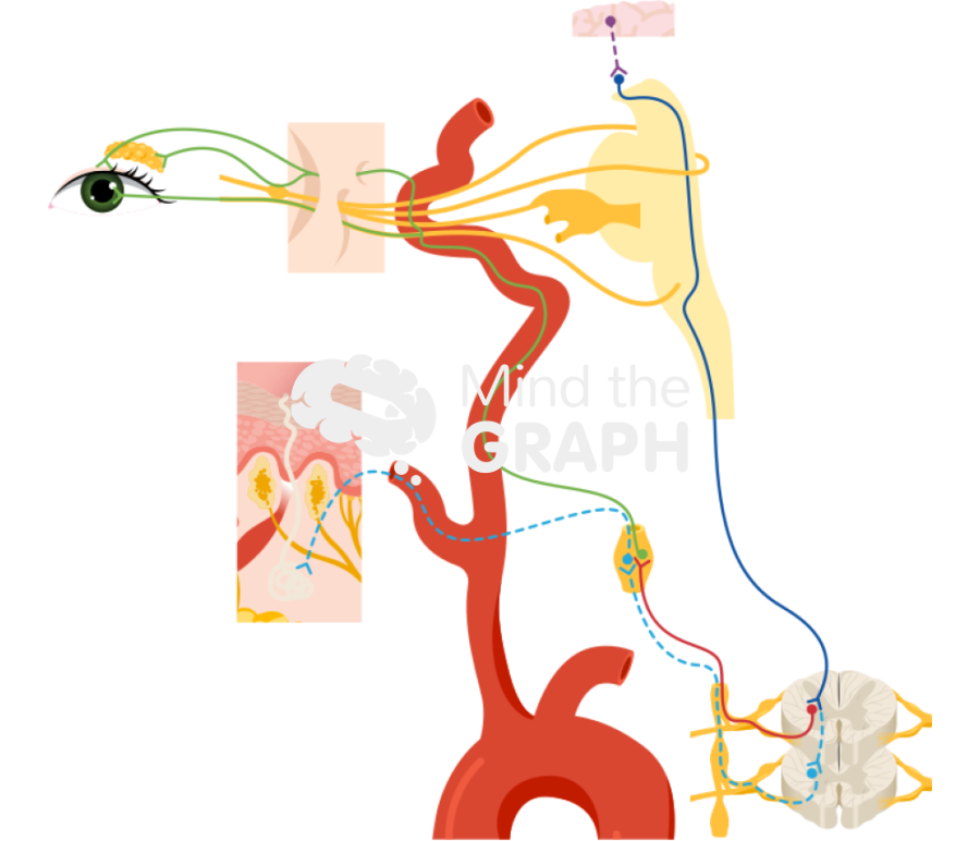 Sympathetic innervation eye scheme Icons, Symbols, Pictures, and Images
