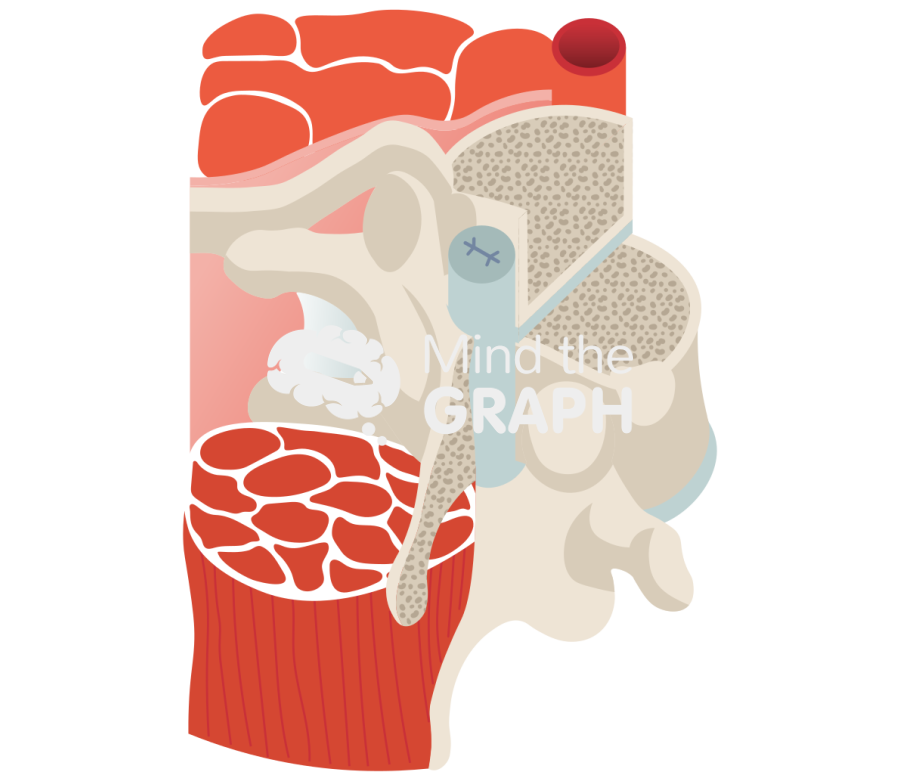 T6 t7 spinal cord cross section Icons, Symbols, Pictures, and Images