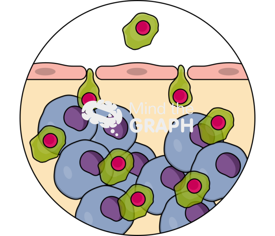 T cell infiltration1 Icons, Symbols, Pictures, and Images
