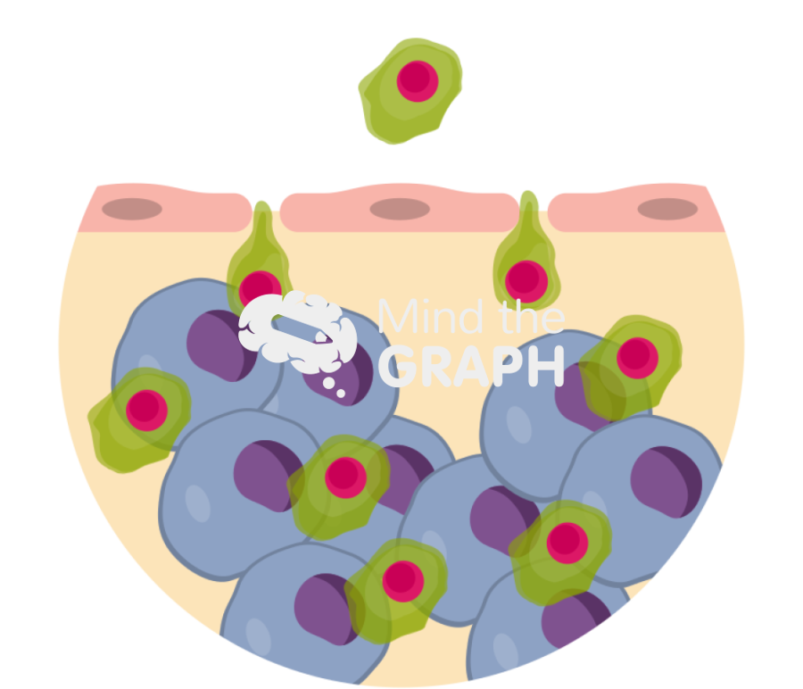 T cell infiltration1 Icons, Symbols, Pictures, and Images