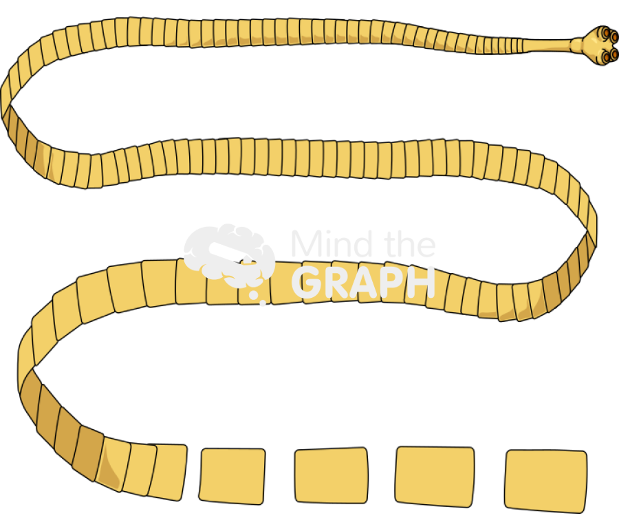 Taenia saginata body full Icons, Symbols, Pictures, and Images