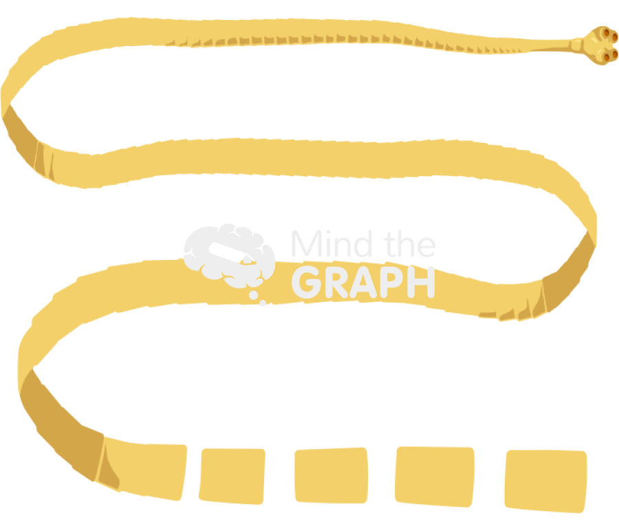 Taenia saginata body full Icons, Symbols, Pictures, and Images